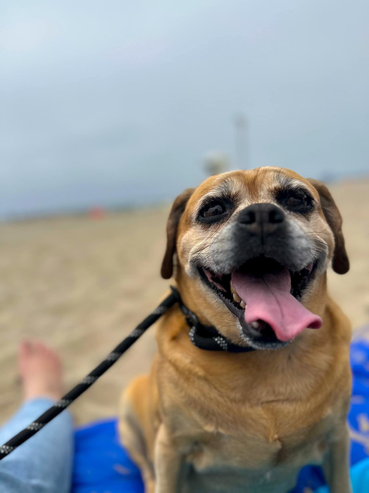 Rosie smiling at the beach