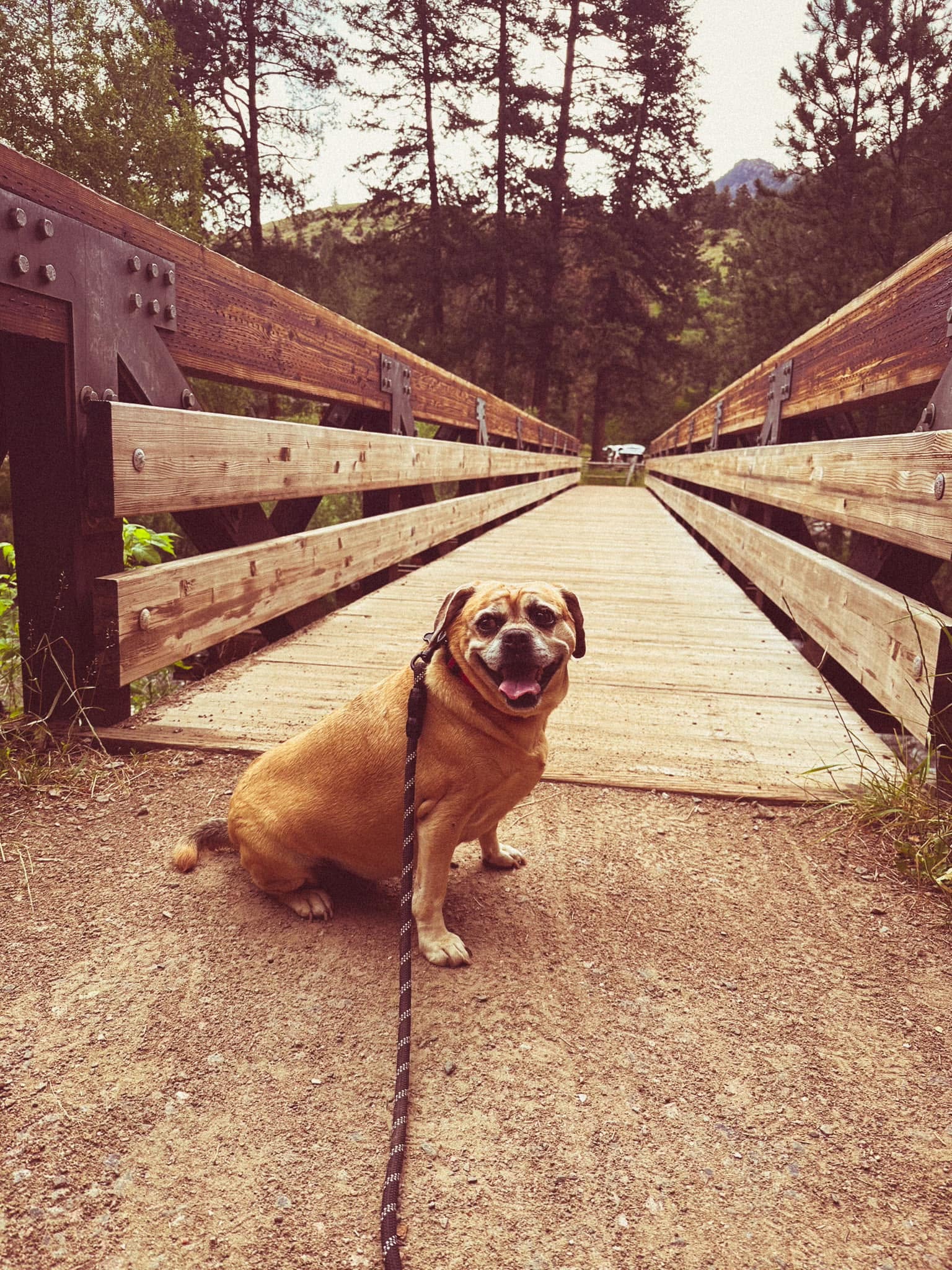 Rosie sitting near a wooden bridge on a walk
